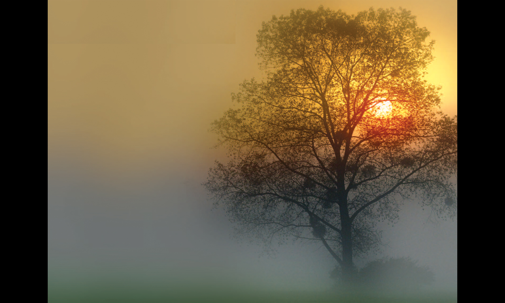 A tree against a background of fog and sunset